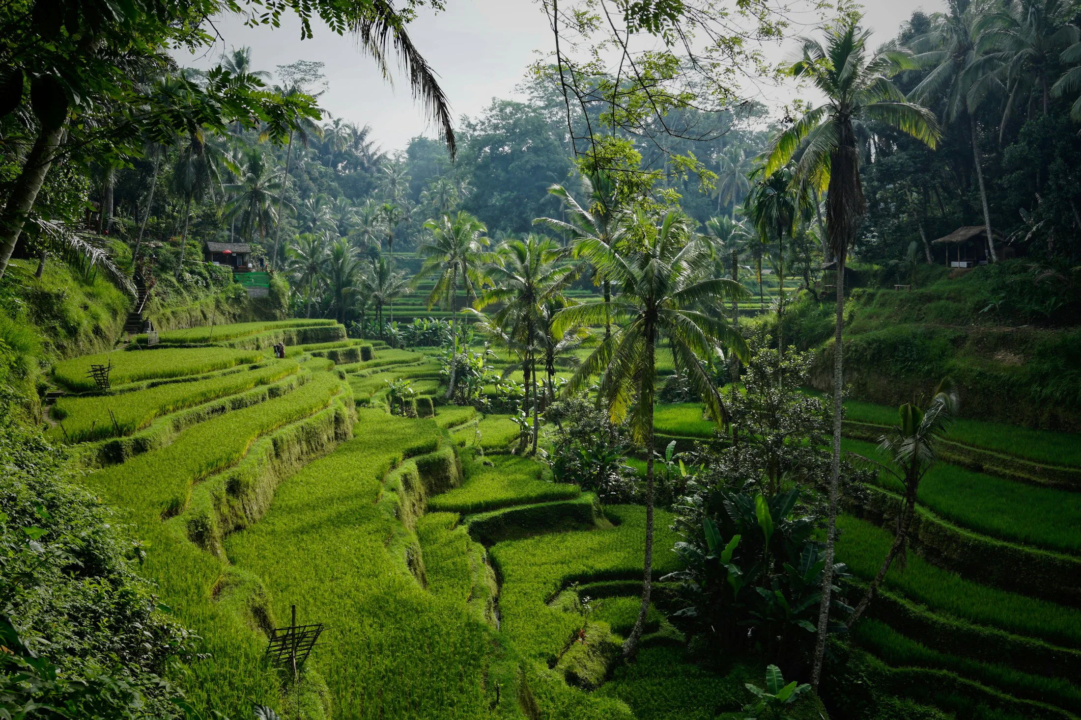 Emerald rice terraces and palms in Bali